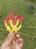 Fleur.