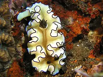Doriprismatica atromarginata