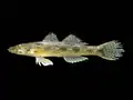 Gobie Glossogobius giuris