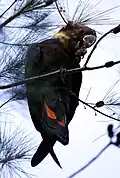 ♀
