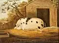 Représentation d'un cochon de race Gloucestershire Old Spot, les plus gros élevés en Grande-Bretagne (1834).