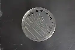 Gluconobacter