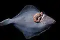 Glugea stephani (Haplophasea)