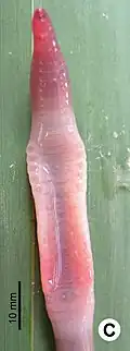 Glyphidrilus chiensis