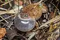 Glyphoglossus guttulatus coassant