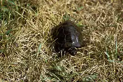Une Tortue de Muhlenberg se tenant sur ses quatre pattes et marchant dans l'herbe épaisse, vue du dessus.