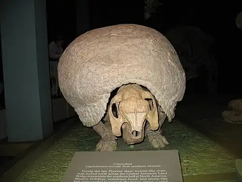 Reconstitution de Glyptotherium texanum