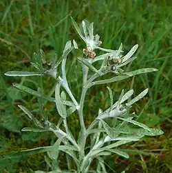 Gnaphalium uliginosum
