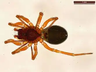 Description de l'image Gnathonarium dentatum (26727761509).jpg.