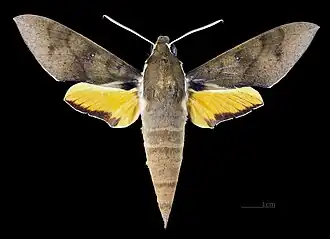 ♂MHNT