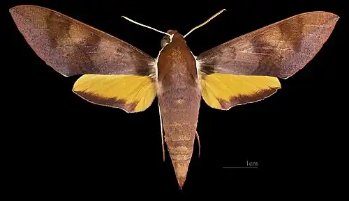 ♀ MHNT