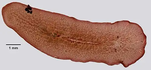 Gnesioceros sargassicola, un Gnesiocerotidae