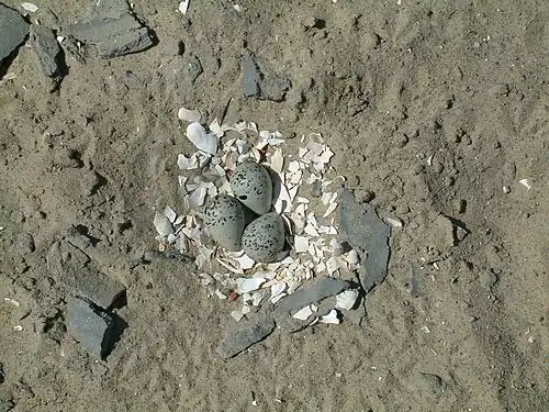 Nid au sol de gravelot (Charadrius sp.).