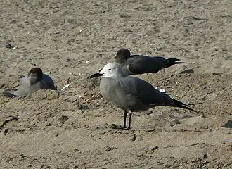Goéland gris