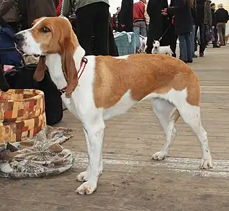 Chien courant suisse, variété schwytzoise.