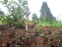 Un chevreau dans une montagne à Bakassa.