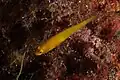 Gobius auratus