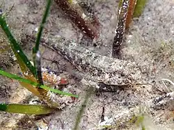 Gobius couchi