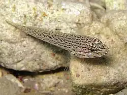 Gobius fallax
