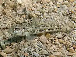 Gobius roulei