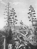 Plantes et paysage.