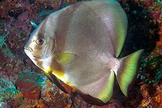 Platax pinnatus