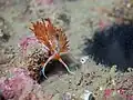 Godive orange