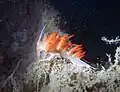 Godive orange