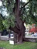 Le gingko de Goethe