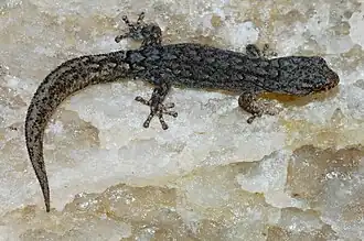 Description de l'image Goggia lineata.jpg.