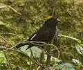 ♂