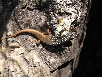 Description de l'image Gold Spotted Mabuya in Madagascar.jpg.