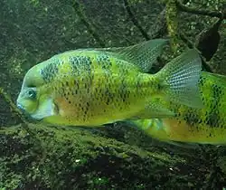 Cichlasoma bocourti