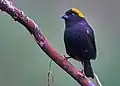 ♂