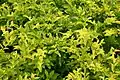 Golden Duranta