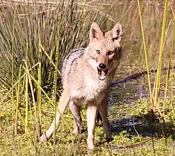 Canis aureus syriacus en Israël, Tel Aviv