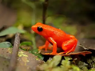 Description de l'image Golden Mantelle (Mantella aurantiaca), Torotorofotsy marshes, Madagascar (13795093335).jpg.