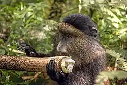 Petit animal tenant de ses doigts une branche près de sa bouche, avec plein de poils faisant soleil autour de son visage.