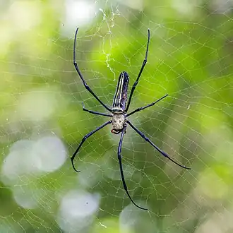 Description de l'image Golden orb-weavers (Nephila pilipes) female and male Double Haven.jpg.