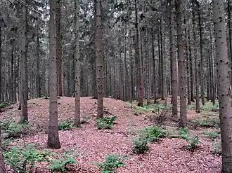 Goldenstedt
