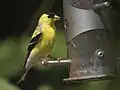 Un Chardonneret jaune se nourrit de chardon à une mangeoire conçue spécifiquement pour ce type de graine