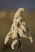 Solidago spec.