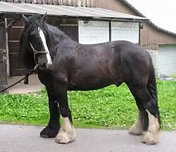 Goliath, Shire de robe noire.