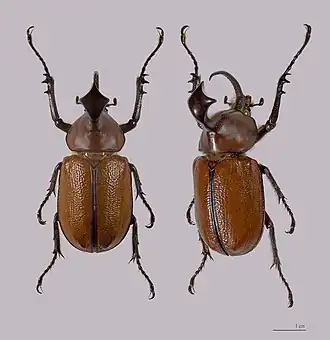 Golofa claviger