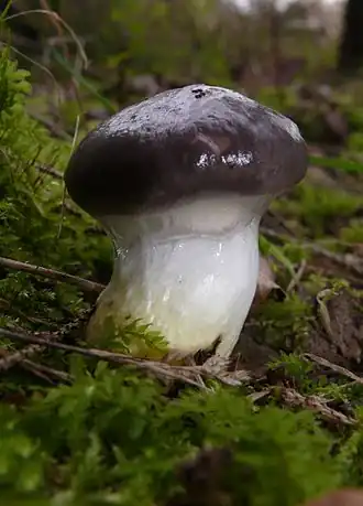 Cuticule glutineuse(Gomphidius glutinosus)
