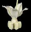 Fleur.