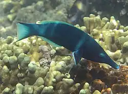 Gomphosus caeruleus (mâle)