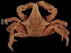 Gonatonotus nasutus