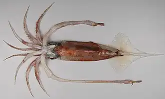 Gonatus antarcticus