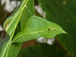 Chrysalide accrochée à son support par un fil de soie et mimant une feuille enroulée.